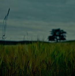 Image of grass field with tree in background